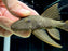 * Pleco * Pseudancistrus Barbatus 17-19cm