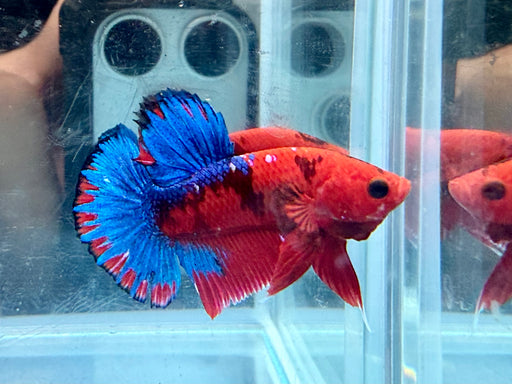 * Betta * HMPK (Actual Fish) #30
