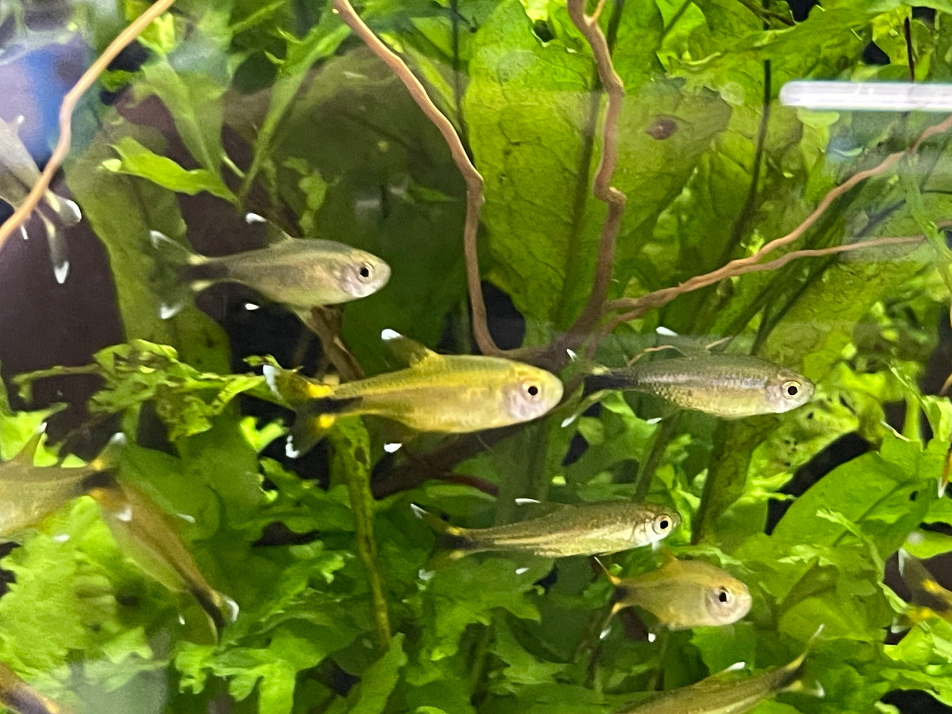 * Tetra  * Silver Tip Tetra (10 pieces)