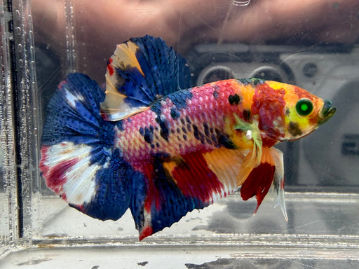 * Betta * HMPK (Actual Fish) #09