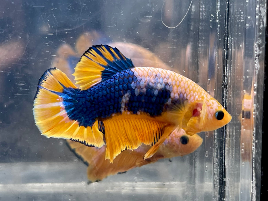 * Betta * Yellow Fancy HMPK (Actual Fish) #PK07