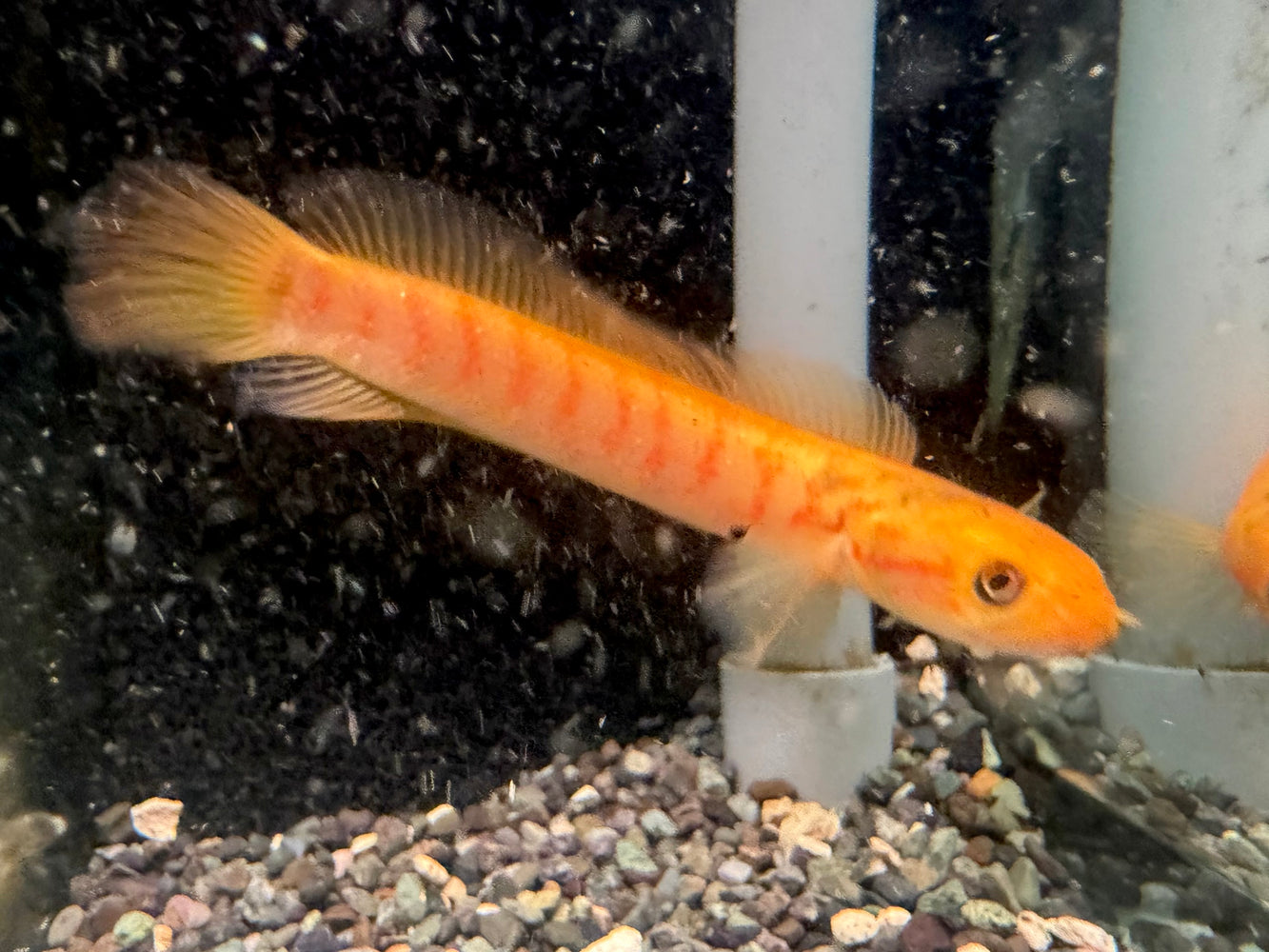 * Channa * Channa Asiatica "Xanthic" 12-14cm
