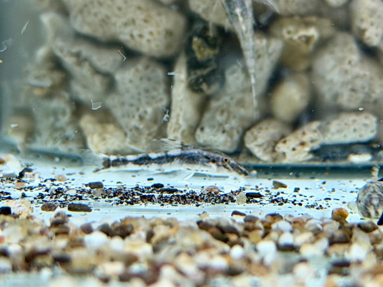 *Pleco* Rhinotocinclus Loxochelis 2-3cm