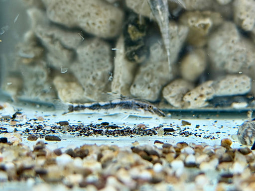 *Pleco* Rhinotocinclus Loxochelis 2-3cm