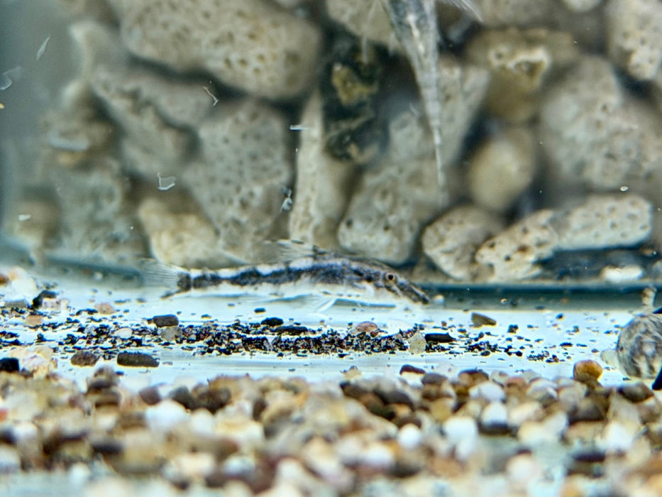 *Pleco* Rhinotocinclus Loxochelis 2-3cm