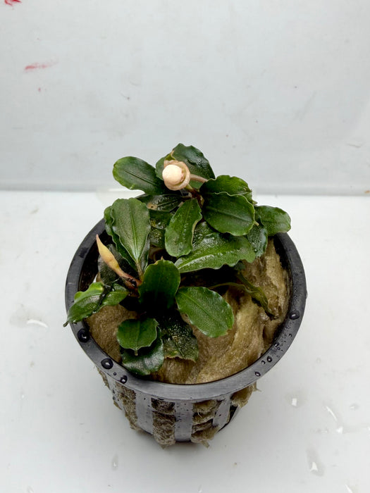 * Plants * Bucep Brownie Helena (Pot) (AA)