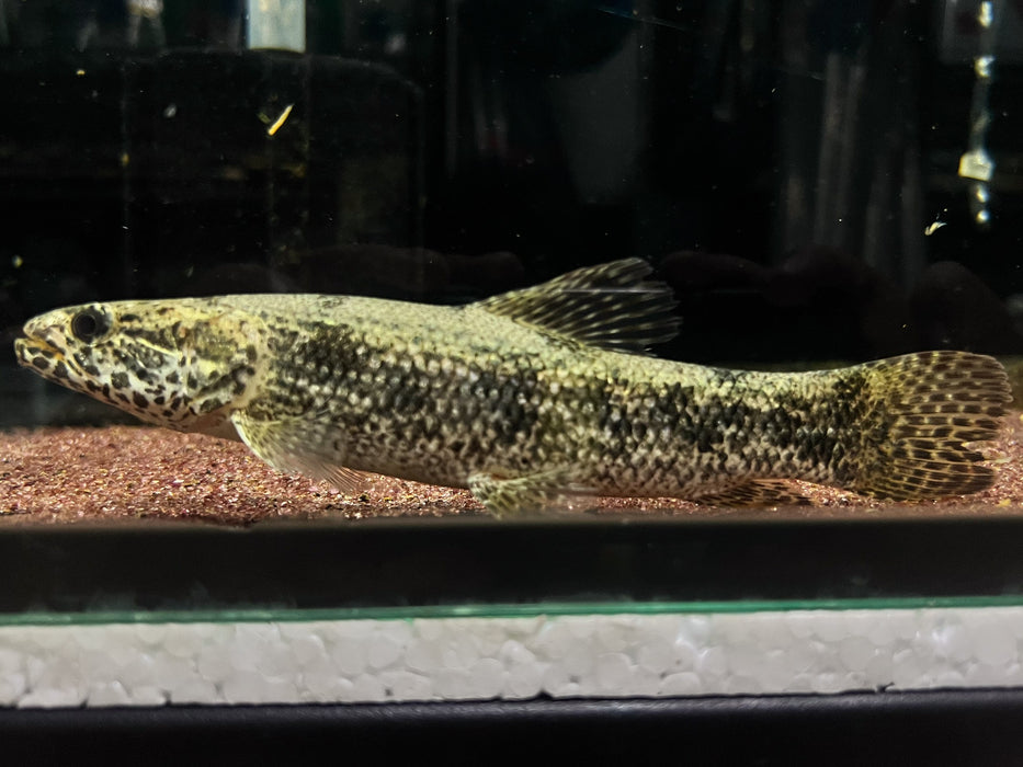 * Other Species * Hoplias Lacerdae “Santa Catarina” 17-20cm
