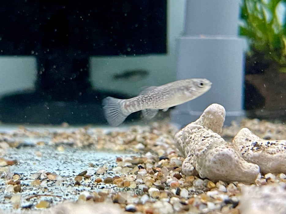 * Other Species *  Apricaphanius Saourensis (Sahara Pearl Killifish) 2-3cm