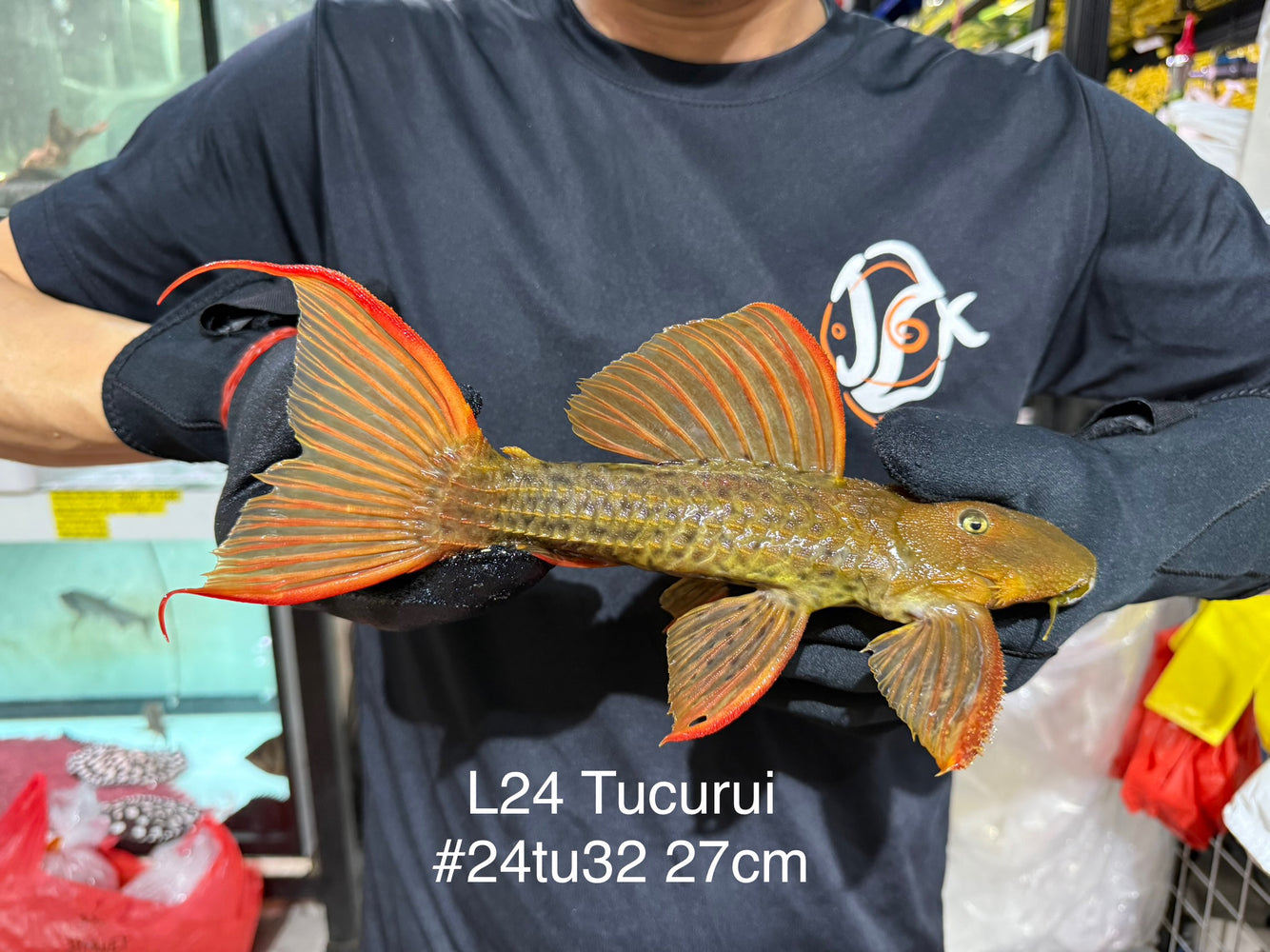 * Pleco *  Pseudacanthicus pitanga (L24 Tucurui) 27cm #24tu32 (Actual piece)