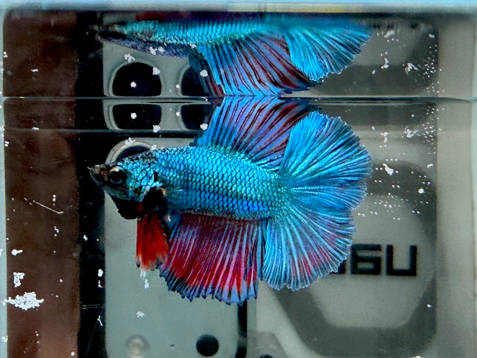 * Betta * Junior DTHM Doubletail Halfmoon (Actual Fish) #25