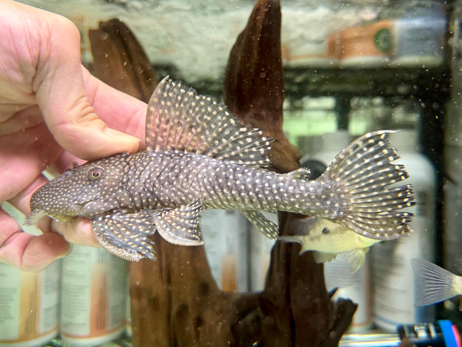 * Pleco *  L29 18-21cm
