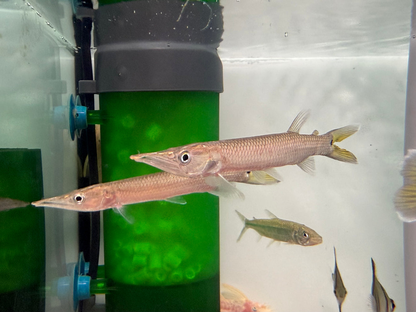 * Other Species * Ctenolucius Hujeta (Rocket Gar) 8-10cm