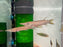 * Other Species * Ctenolucius Hujeta (Rocket Gar) 8-10cm