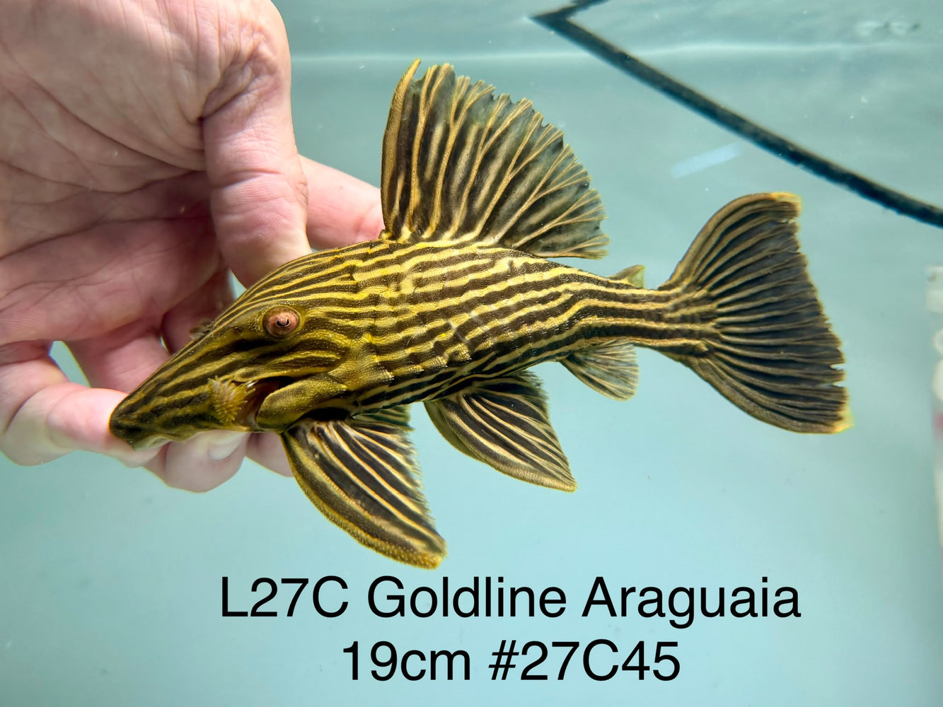 * Pleco *  Panaque armbrusteri (L27C Araguaia GOLDLINE) 19cm #27c45 (Actual piece)