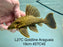 * Pleco *  Panaque armbrusteri (L27C Araguaia GOLDLINE) 19cm #27c45 (Actual piece)