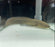 * Other Species * Protopterus Annectens "West African Lungfish" 20-25cm
