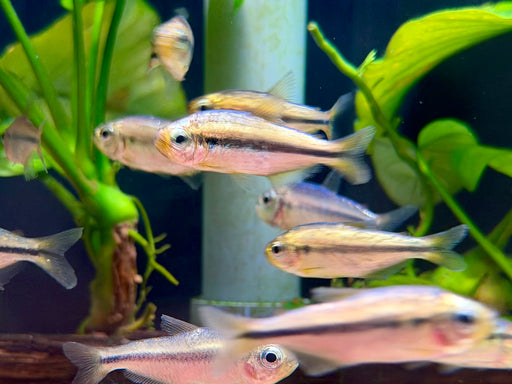 * Tetra/Barb  * Moenkhausia sp. Apricot Platinum “WILD”