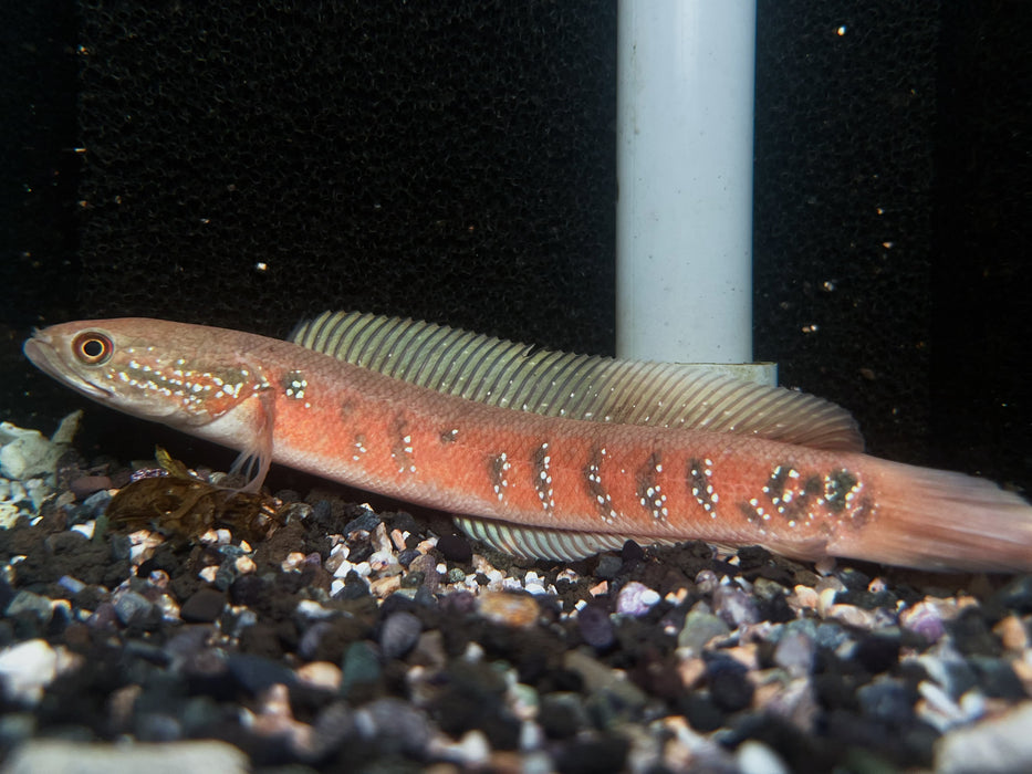 * Channa * Channa asiatica "SUPER REDSTRIPE" 12-14cm
