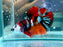 * Betta * HMPK (Actual Fish) #86