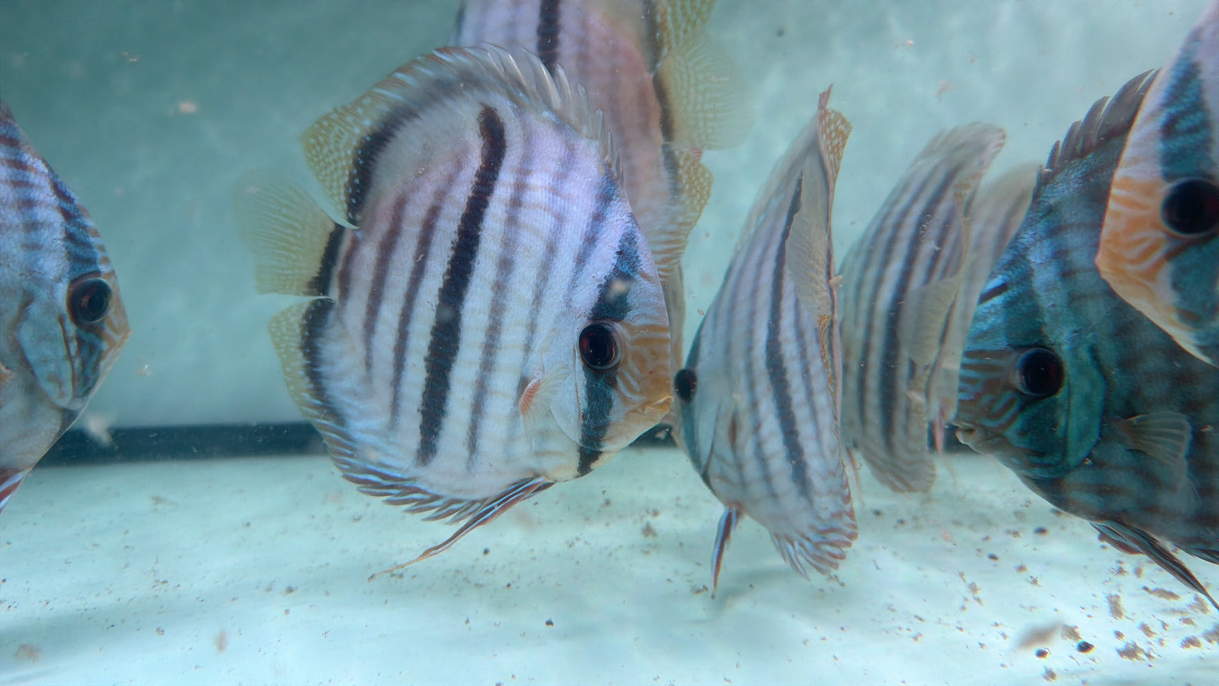 * Discus/Angelfish * Nhamunda Blue Heckel WILD