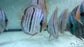 * Discus/Angelfish * Nhamunda Blue Heckel WILD