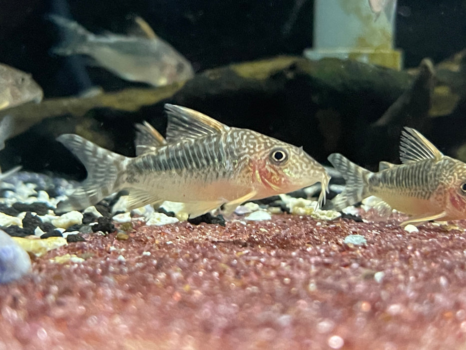 * Corydoras * Brochis seussi 4cm