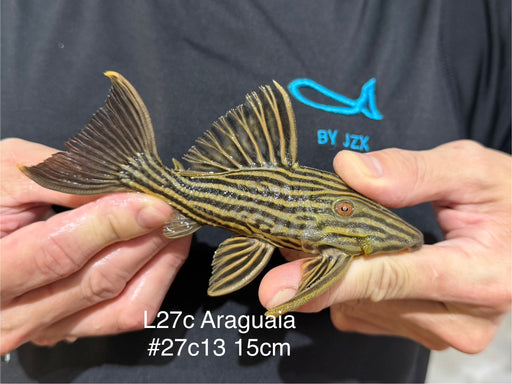 * Pleco *  Panaque armbrusteri (L27C Araguaia GOLDLINE) 15cm #27c13 (Actual piece)