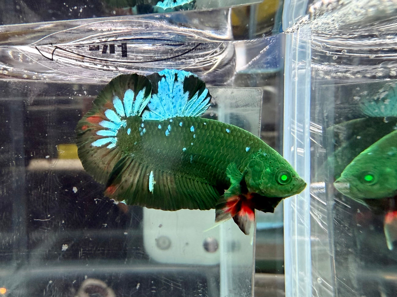 * Betta * HMPK (Actual Fish) #32