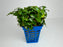 * Plants* Anubias Glabra in Pot #AGP
