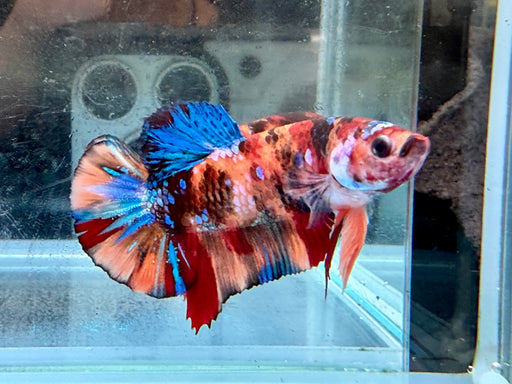 * Betta * HMPK (Actual Fish) #22