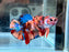 * Betta * HMPK (Actual Fish) #22