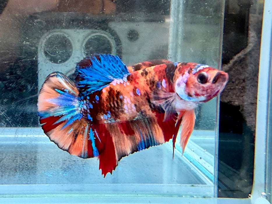 * Betta * HMPK (Actual Fish) #22