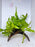 * Plants* Java Fern on coconut husk (12x3cm)