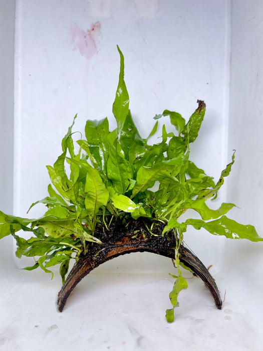 * Plants* Java Fern on coconut husk (12x3cm)