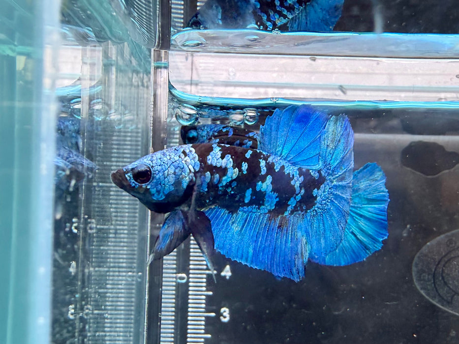 * Betta * HMPK (Actual Fish) #04
