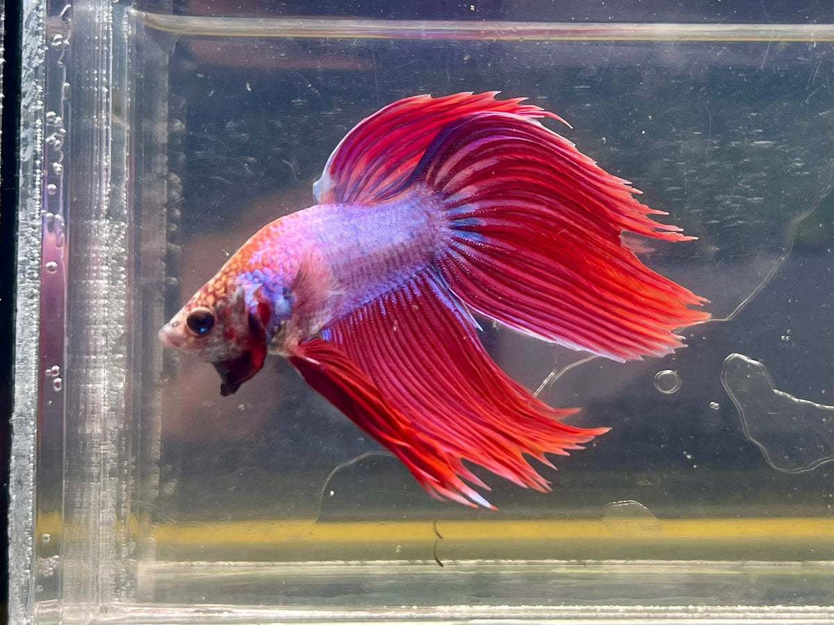 * Betta * Lavender VT #VT2 (Actual Fish) — jzxonline