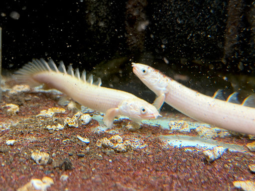* Polypterus * Polypterus senegalus “Platinum Senegal”
