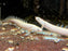 * Polypterus * Polypterus senegalus “Platinum Senegal”