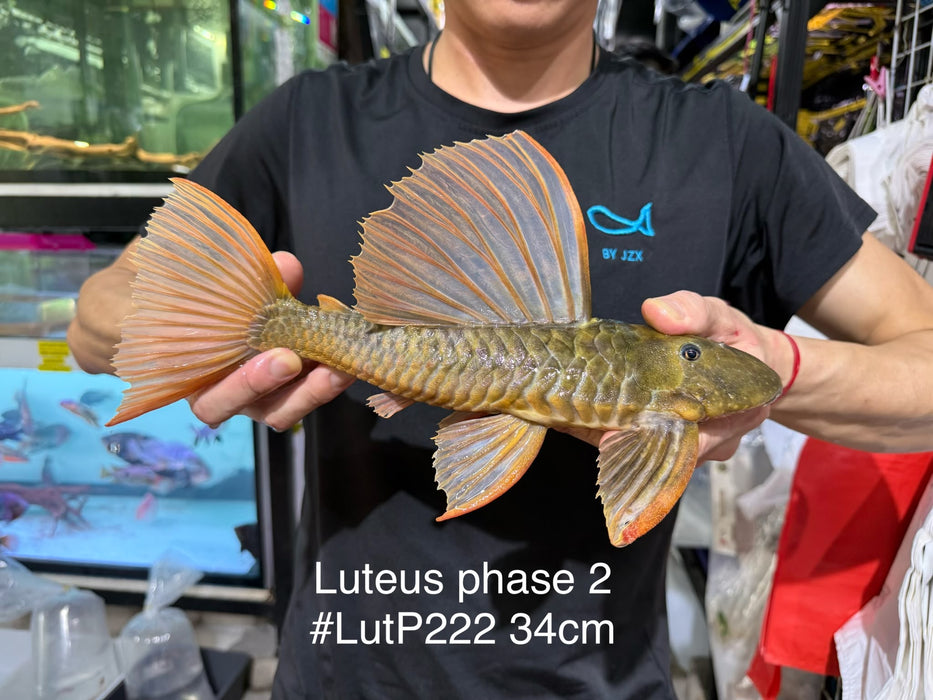 * Pleco *  Hypostomus Luteus phase 2 34cm #LUTP222 (Actual Piece)