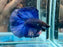 * Betta * DTHM Doubletail Halfmoon (Actual Fish) #55