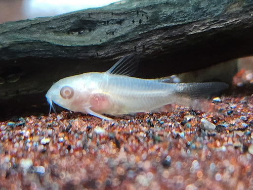 * Corydoras *  Gastrodermus Pygmaeus Albino (Albino Pygmy Cory)