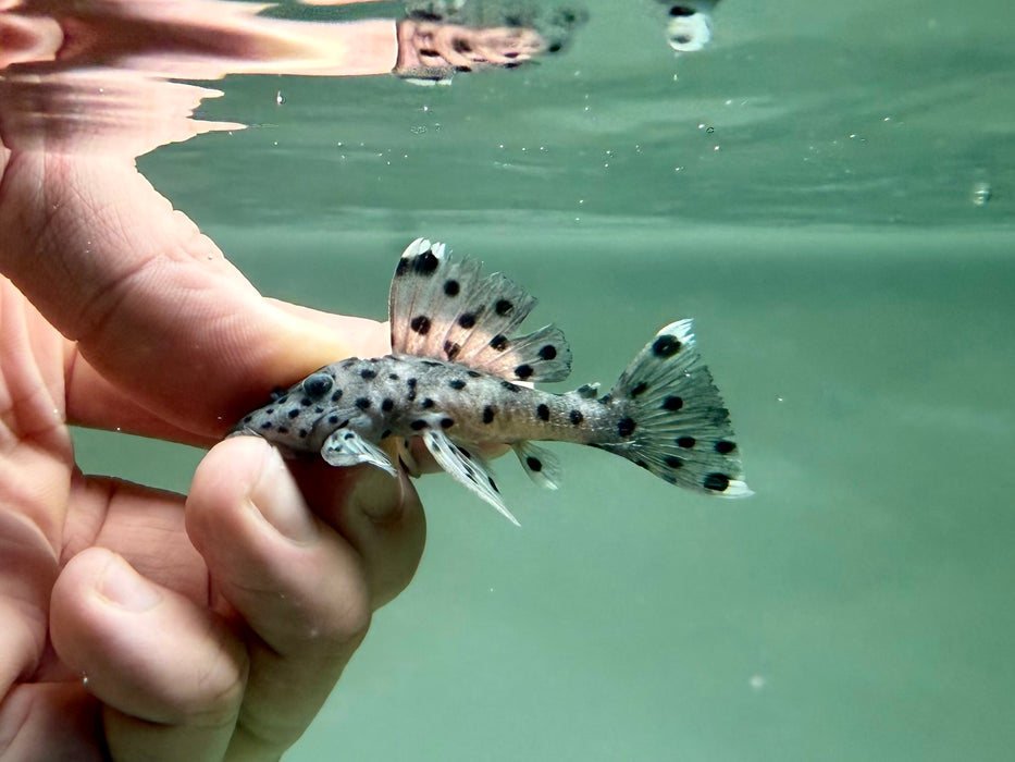 * Pleco *  Leporacanthicus joselimai (L264 Sultan Pleco) 6-8cm