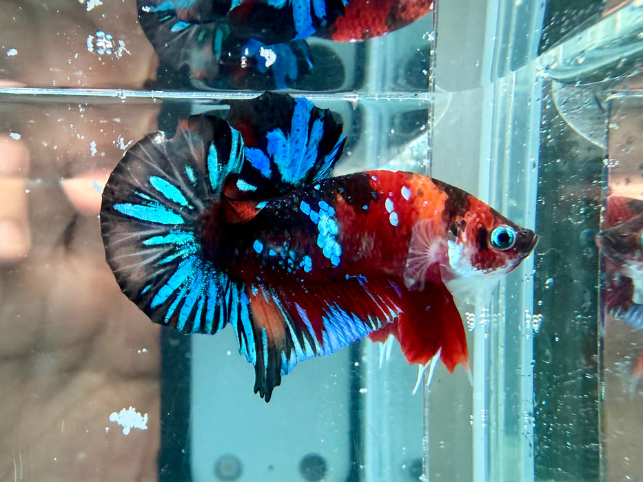 * Betta * HMPK (Actual Fish) #66
