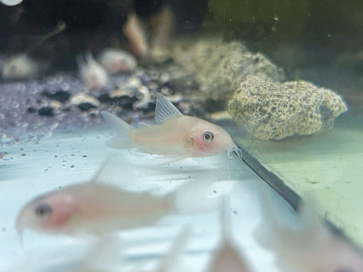 * Corydoras *  Hoplisoma Panda Xanthic (Gold Panda Cory)