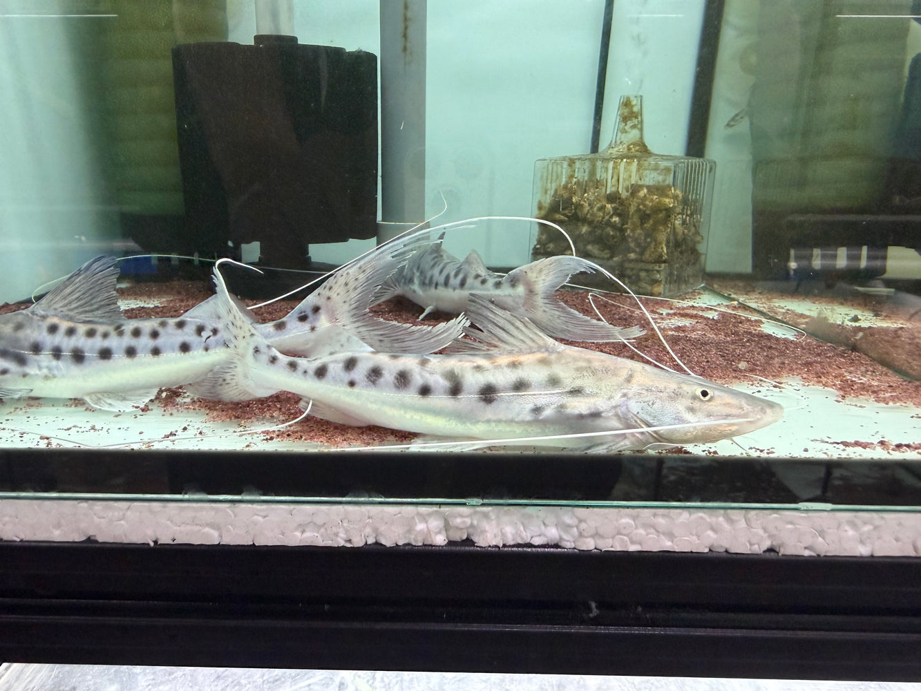 * Catfish *  Brachyplatystoma Capapretum 16-20cm
