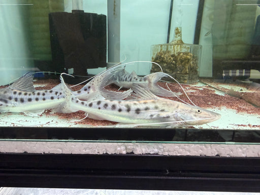 * Catfish *  Brachyplatystoma Capapretum 16-20cm
