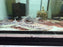 * Catfish *  Brachyplatystoma Capapretum 16-20cm