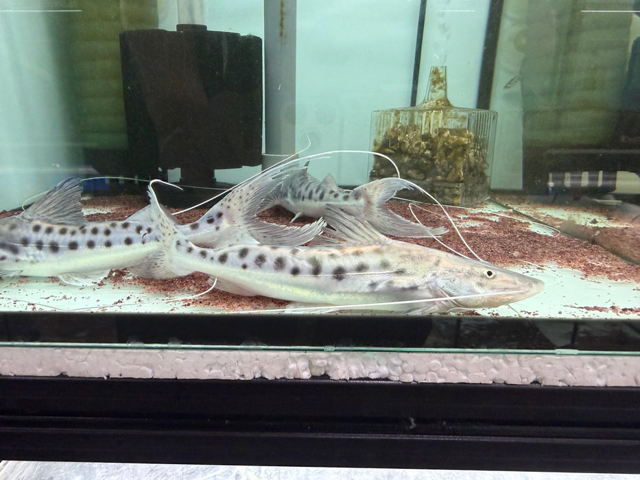 * Catfish *  Brachyplatystoma Capapretum 16-20cm