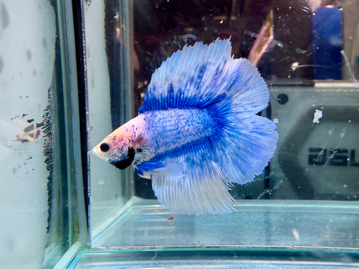 * Betta * DTHM Doubletail Halfmoon (Actual Fish) #46