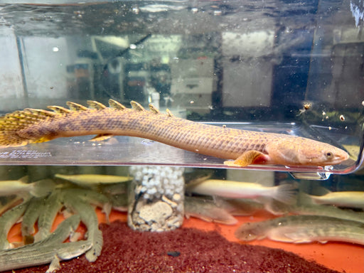 * Polypterus * Polypterus Teugelsi 35cm